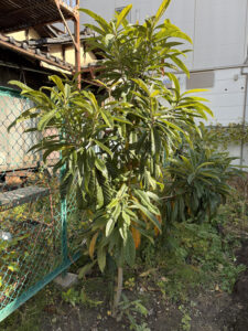 琵琶の木（３歳）