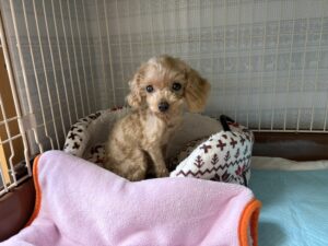 ティーカップトイプードルのキアラ
