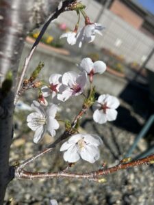 会社の桜