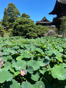 善光寺と蓮の花