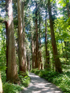 戸隠神社の杉並木